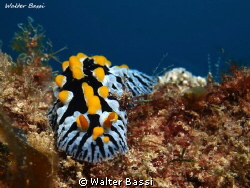 phyllidia varricosa by Walter Bassi 